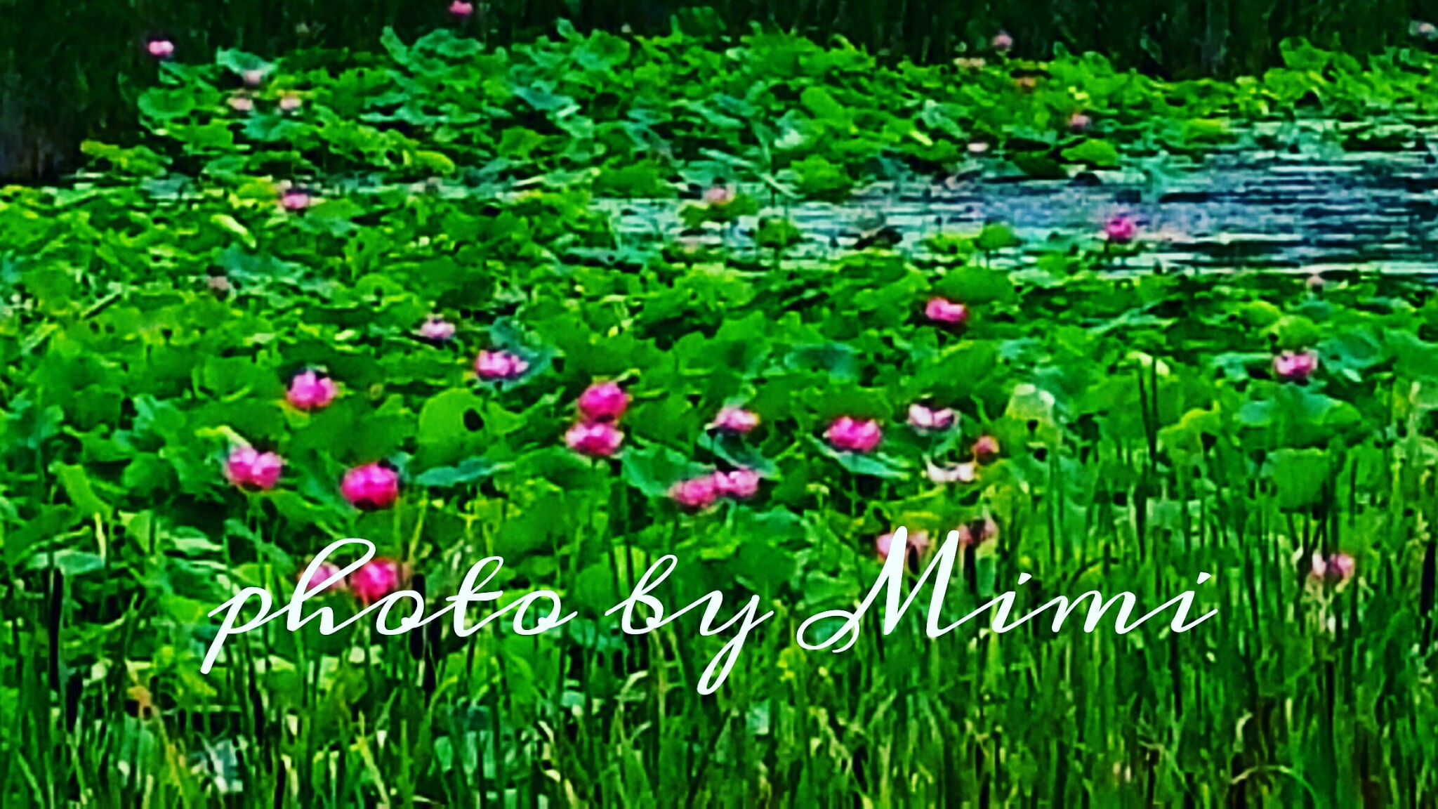 Picsart banner for @naturally