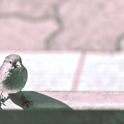 petsandanimals blurry cute photography birds