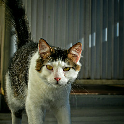 photography cute cat mypet petsandanimals