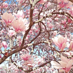 wppfloralcanvas floral flowers magnolias magnoliasinbloom