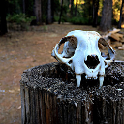 iphone nature forest pioneer skull wppwhite